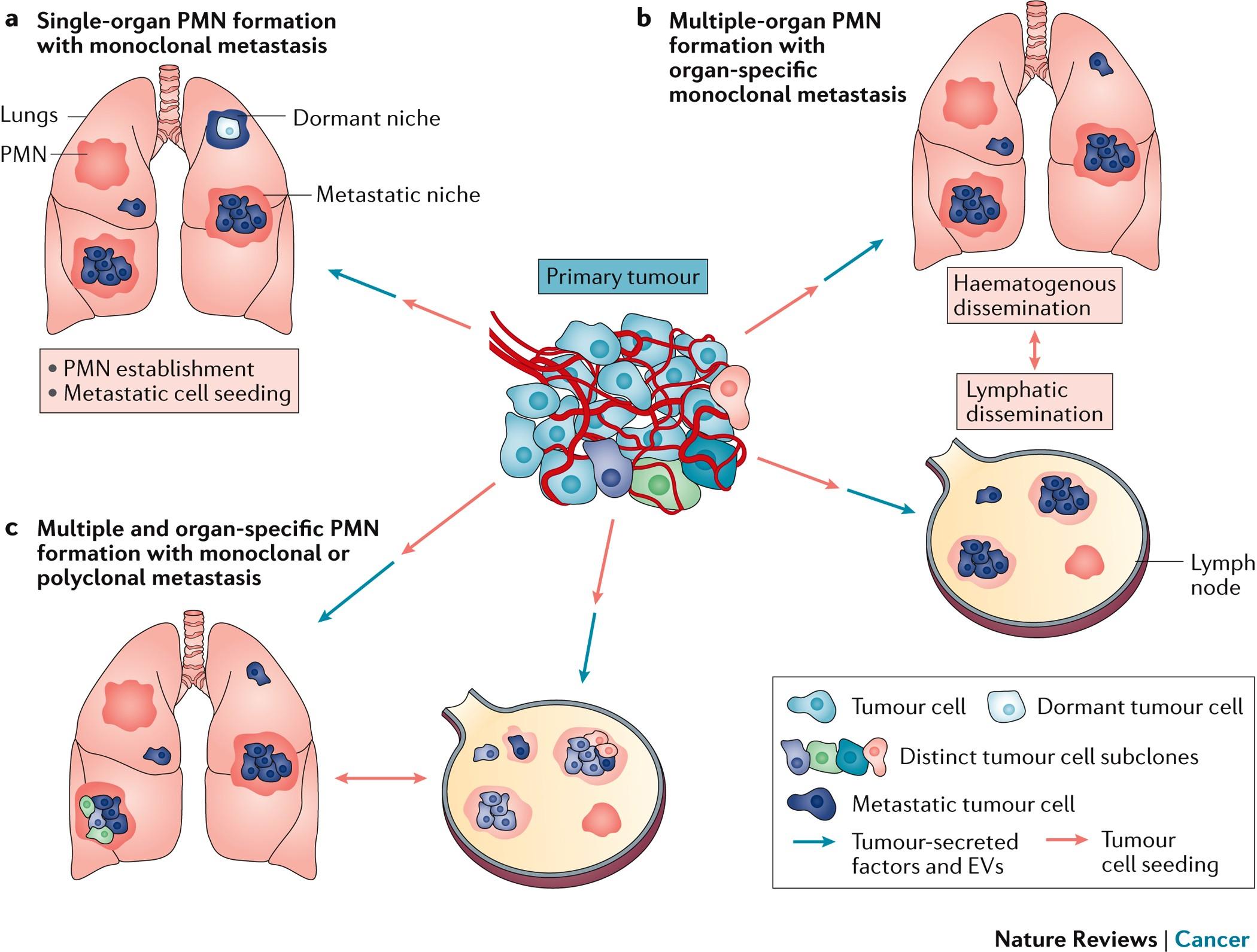 Harnessing the Potential of Niche-Specific Alternatives