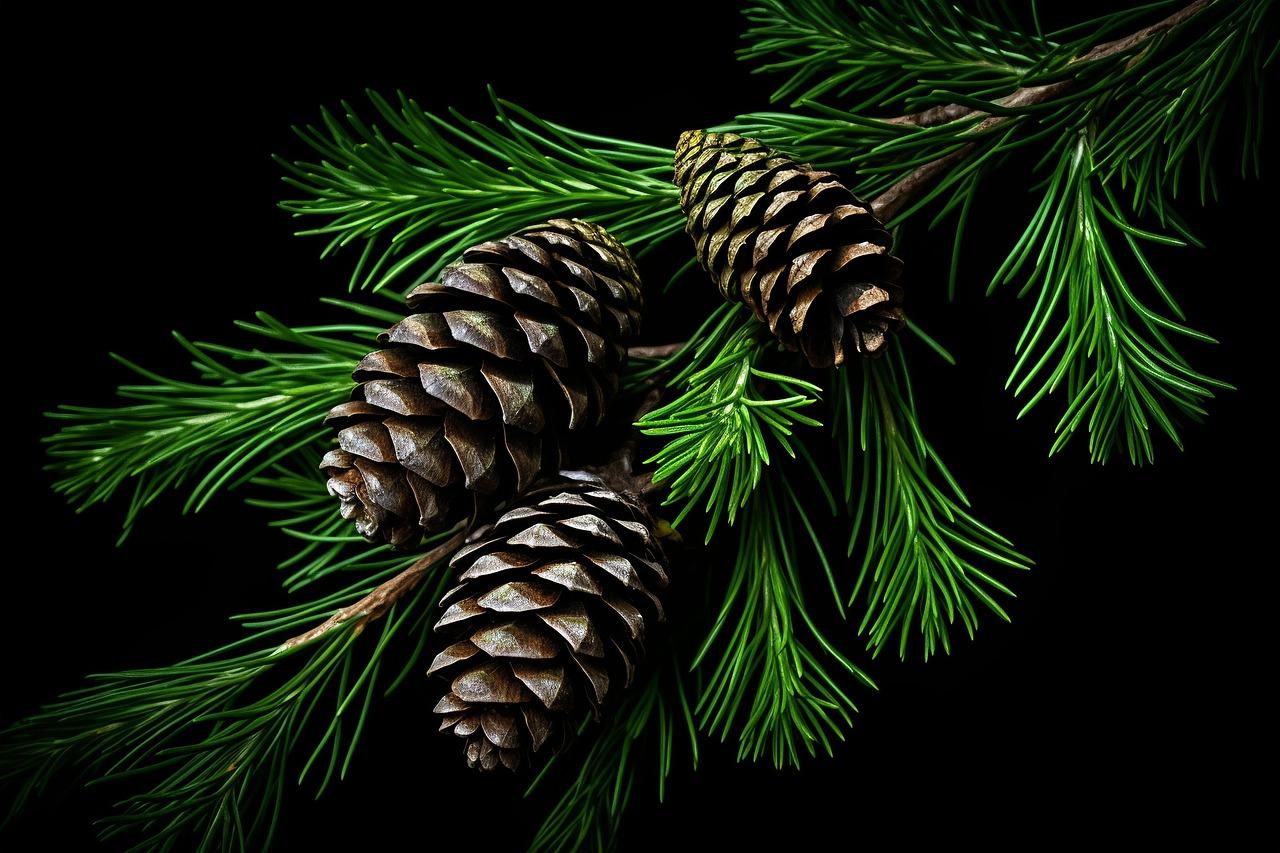 Visual⁤ Appeal: Themes that Captivate and Engage Students