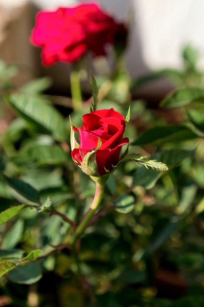 Choosing the ​Right AI Blog Generator for Your Needs