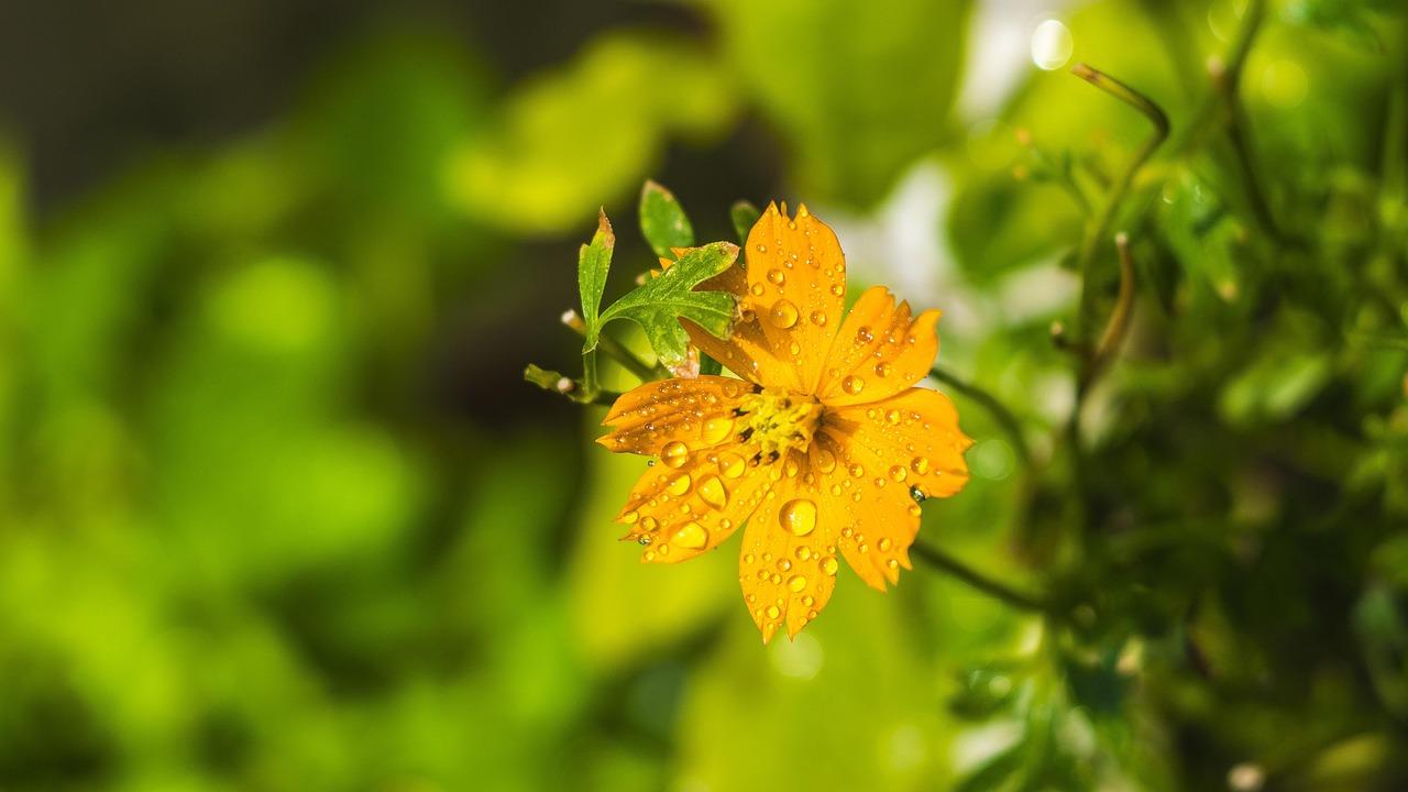 Simplifying Course Creation with User-Friendly Interfaces